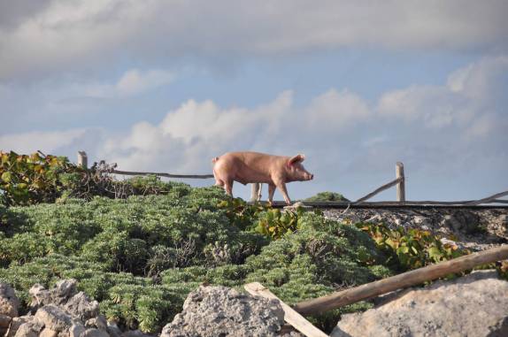 Um porco caminha tranquilamente por uma estrada na ilha de Cozumel, no litotal de Yucatán, no sul do México
